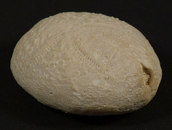 Eupatagus antillarum Eozn US 3,3cm *Unikat*