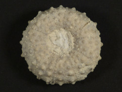 Phymosoma magnificum Kreide FR 3,1cm *Unikat*