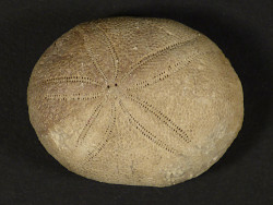 Echinolampas ovalis Eocene FR 3cm *unique*