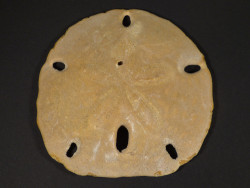Encope californica Pliocene US 8,8cm *unique*