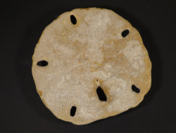 Encope californica Pliocene US 8,8cm *unique*