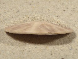 Echinarachnius parma CA-Atlantik 3,5cm *Unikat*
