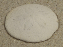 Echinarachnius parma CA-Atlantik 3,2cm *Unikat*