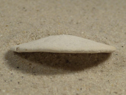 Echinarachnius parma CA-Atlantik 3,2cm *Unikat*