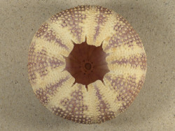 Toxopneustes pileolus TH 9,8cm 