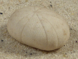 Echinoneus cyclostomus FR-IndischerOzean 1,9cm *Unikat*