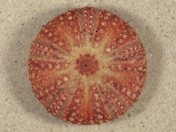 Micropyga tuberculata PH 5,2cm *Unikat*
