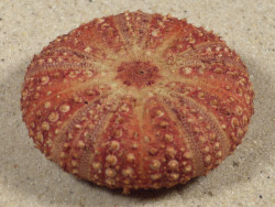 Micropyga tuberculata PH 5,2cm *unique*