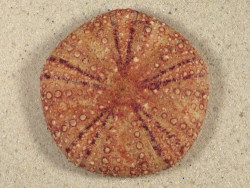 Micropyga tuberculata PH 6,8cm *unique*