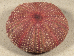 Micropyga tuberculata PH 9,2cm *unique*