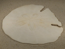 Echinodiscus auritus PH 16,4cm *unique*