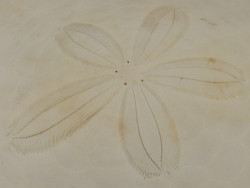 Echinodiscus auritus PH 16,4cm *Unikat*