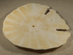 Echinodiscus auritus PH 16,4cm *Unikat*