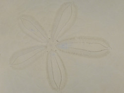 Echinodiscus auritus PH 17,5cm *unique*