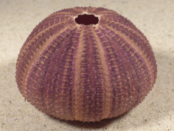 Sphaerechinus granularis FR-Mittelmeer 6,1cm *Unikat*