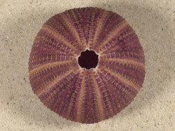 Sphaerechinus granularis FR-Mediterranean 6,1cm *unique*