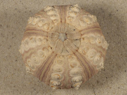 Prionocidaris baculosa *complete* PH 6,2cm *unique*