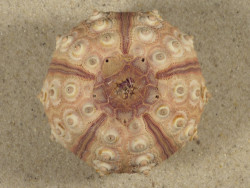 Prionocidaris baculosa *complete* PH 5,8cm *unique*