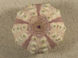 Prionocidaris baculosa PH 6cm *Unikat*