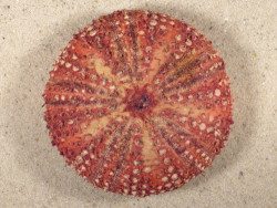 Micropyga tuberculata PH 7,6cm *Unikat*