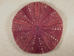 Micropyga tuberculata PH 12cm *Unikat*