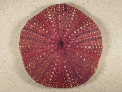 Micropyga tuberculata PH 12.2cm *Unikat*