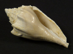 Athleta spinosus Eocene FR 3,3cm *unique*