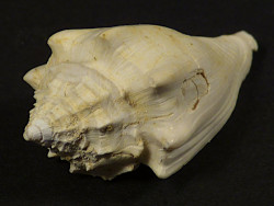 Athleta spinosus Eozn FR 3,3cm *Unikat*