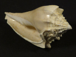 Athleta spinosus Eocene FR 3,3cm *unique*