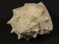 Athleta spinosus Eocene FR 4,1cm *unique*