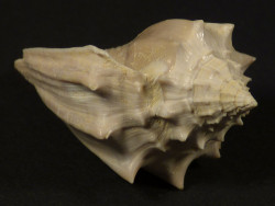 Athleta spinosus Eocene FR 4,7cm *unique*
