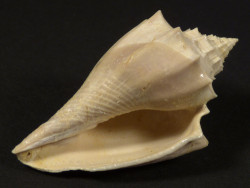 Athleta spinosus Eocene FR 4,7cm *unique*