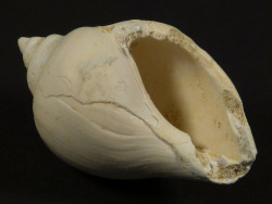 Sycostoma bulbiforme Eocene FR 3,9cm *unique*
