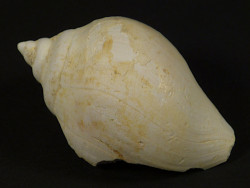 Sycostoma bulbiforme Eozn FR 3,9cm *Unikat*