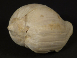 Sycostoma bulbiforme Eocene FR 3,4cm *unique*