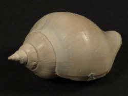 Sycostoma bulbiforme Eozn FR 3,3cm *Unikat*