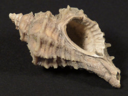 Heteropurpura polymorpha Pliocene IT 3,3cm *unique*