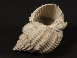 Nassarius clathratus Pliocene IT 2,9cm *unique*