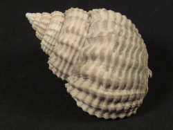 Nassarius clathratus Pliocene IT 2,9cm *unique*