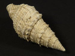 Clavatula mariae Miozn AT 3,4cm *Unikat*