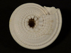 Architectonica nobilis Pliocene US 2,6cm *Unikat*