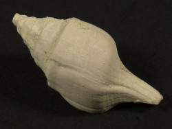 Clavilithes laevigatus Eocene FR 3,3cm *unique*