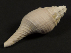 Clavilithes dameriacensis Eocene FR 3,8cm *unique*