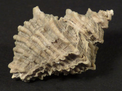 Heteropurpura polymorpha Pliozn IT 2,9cm *Unikat*