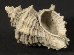 Heteropurpura polymorpha Pliocene IT 2,9cm *unique*