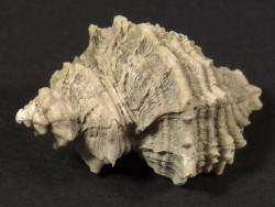 Heteropurpura polymorpha Pliocene IT 2,9cm *unique*