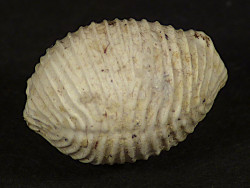 Trivia burdigalensis Miocene FR 0,9cm *unique*