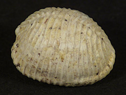 Trivia burdigalensis Miocene FR 0,9cm *unique*