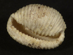 Trivia burdigalensis Miozn FR 0,9cm *Unikat*
