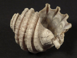 Ecphora quadricostata Pliozn US 2,6cm *Unikat*